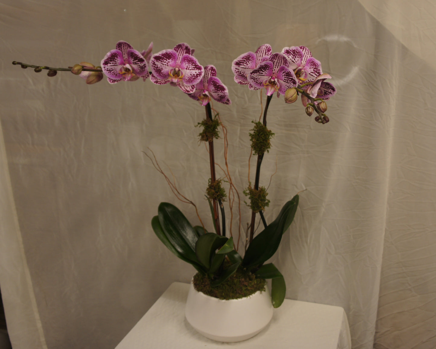 Potted Orchid