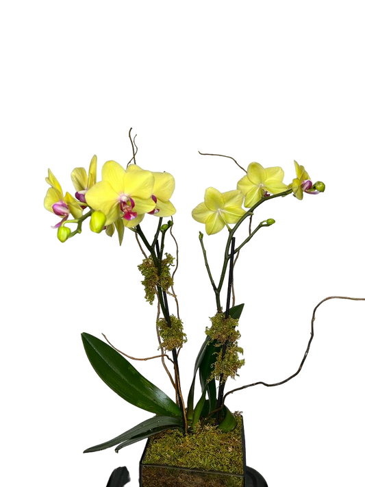 Potted Orchid
