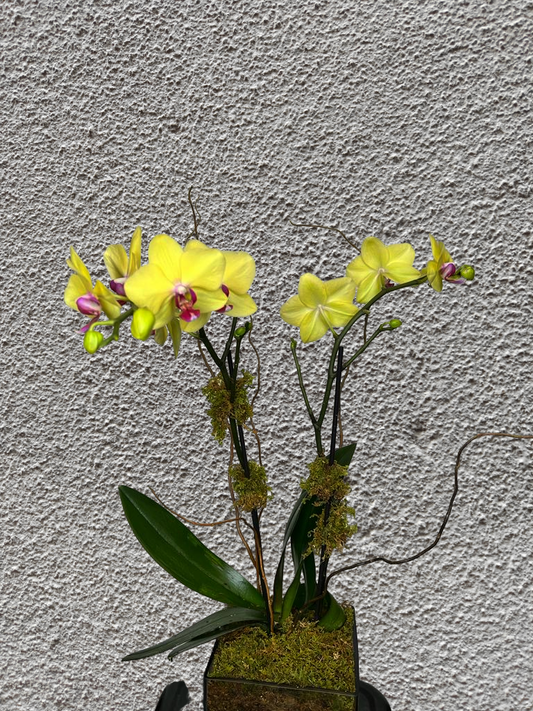 Potted Orchid